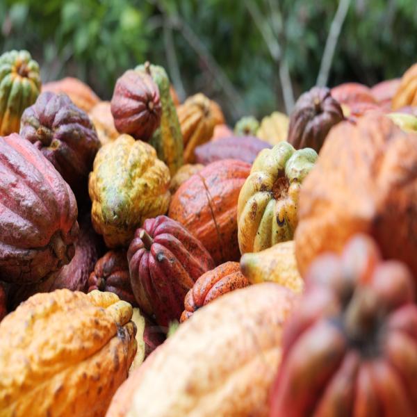 Conferencia de prensa: Lanzamiento del VII Festival Internacional del Chocolate Artesanal