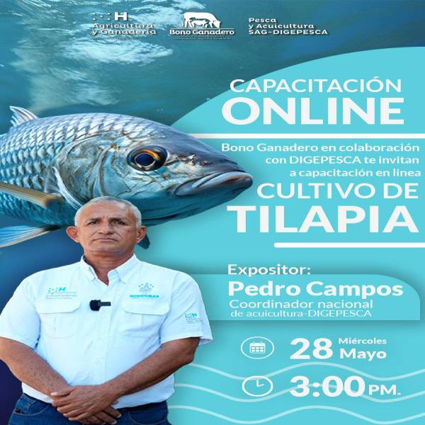 ¿Te gustaría saber cómo realizar cultivo de tilapia? 